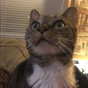 Meet your Posher, Joy